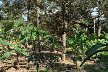 Jalan Bharu, Balik Pulau