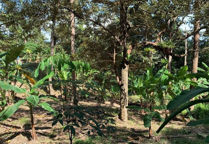 Jalan Bharu, Balik Pulau