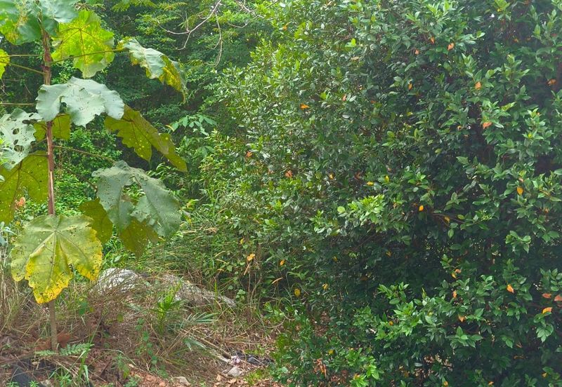 TAMAN DURIAN TUNGGAL