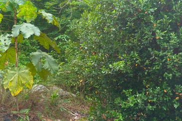 TAMAN DURIAN TUNGGAL