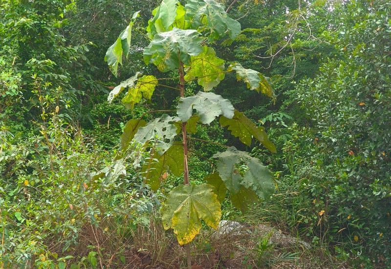 TAMAN DURIAN TUNGGAL