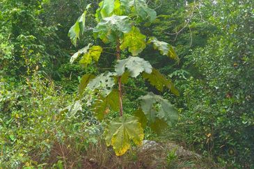 TAMAN DURIAN TUNGGAL