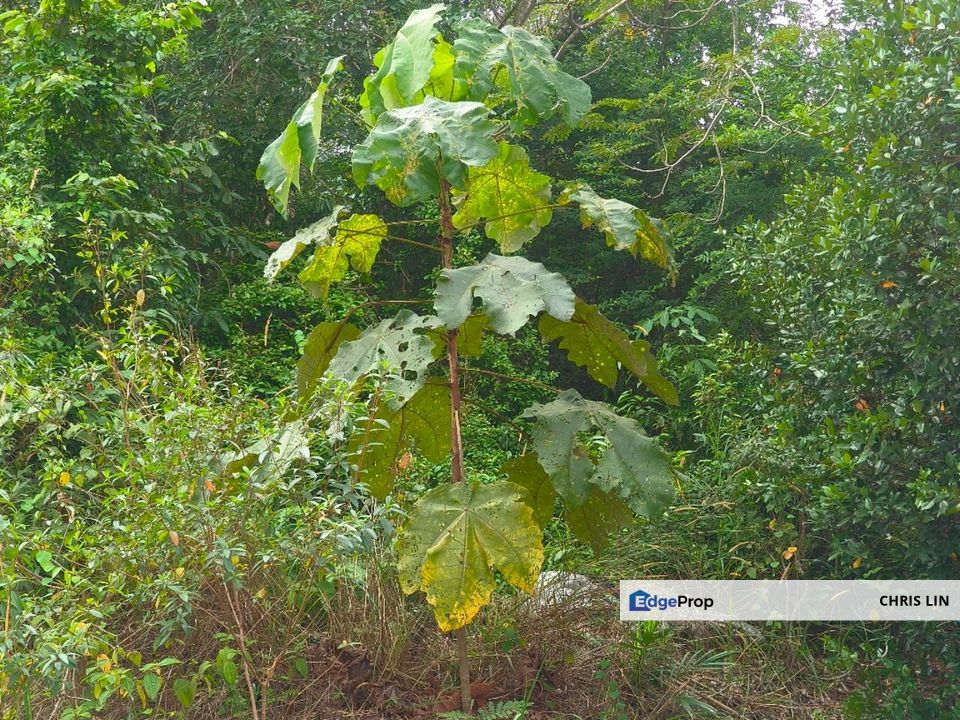 Malacca Durian Tunggal mian road  oppist UTEM-UNIVERSITI TEKNIKAL MELAKA
Near -UTEM
Agricultural Land can convert to Residential Land., Melaka, 