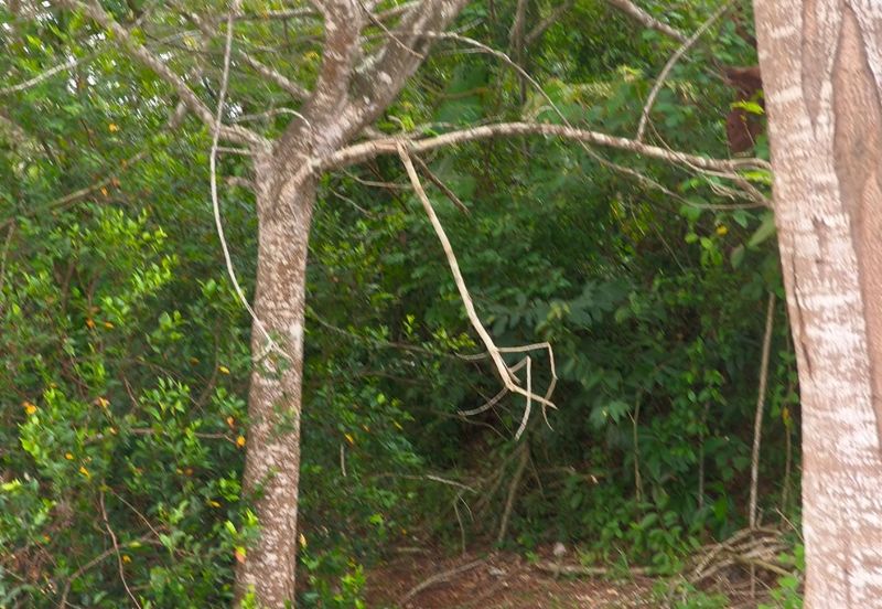 TAMAN DURIAN TUNGGAL