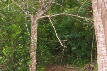 TAMAN DURIAN TUNGGAL