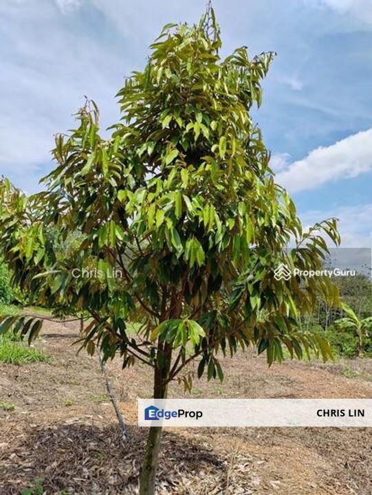 Malacca Durian Tunggal land 馬六甲  oppist UTEM  Freehold -6. 9acres -Agricultural land zone for housing, Melaka, Alor Gajah