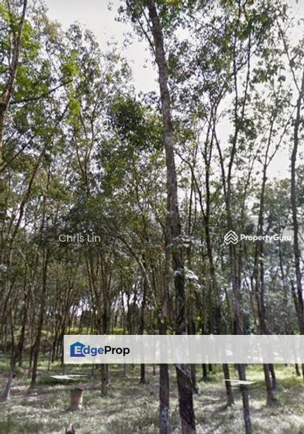 Bentong Pahang Karak Durian Farm 350 Acre 彭亨文冬-Karak, Pahang, Bentong