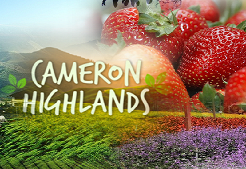 Palas Horizon (New Phase) cameron highland (up to ROI 7%)