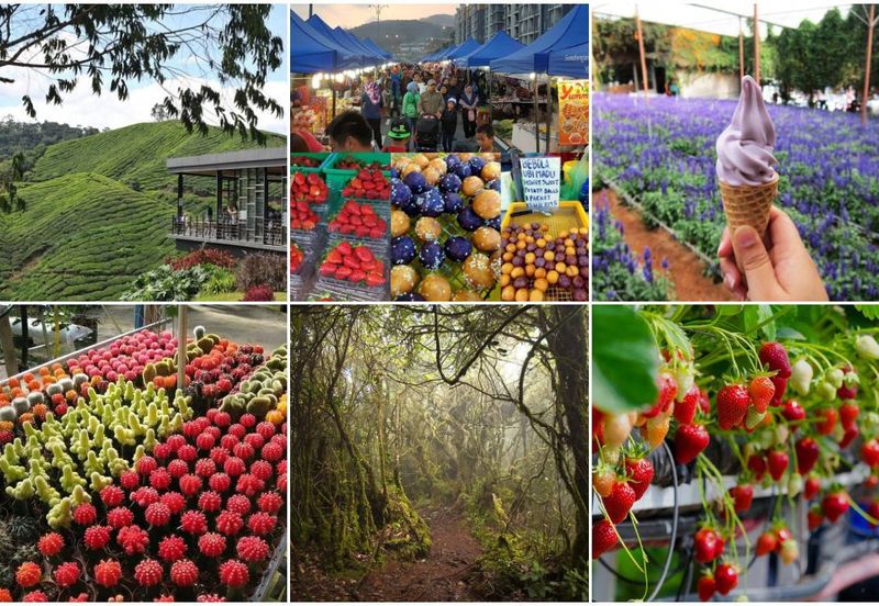 Palas Horizon (New Phase) cameron highland (up to ROI 7%)