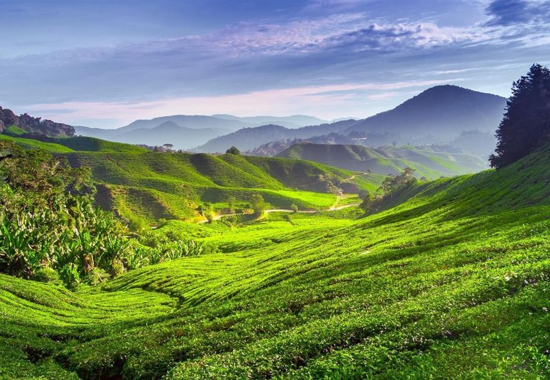 Palas Horizon (New Phase) cameron highland (up to ROI 7%)