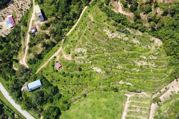 Tras Raub, Musang King, Durian Land Tras, Raub