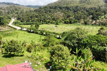 Tras Raub, Musang King, Durian Land Tras, Raub