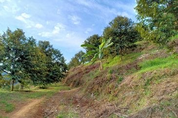 Cheroh, Raub Pahang, Cheroh, Raub Pahang, Raub