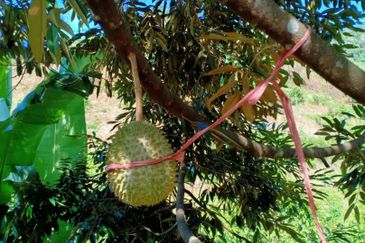 Cheroh, Raub Pahang, Cheroh, Raub Pahang, Raub