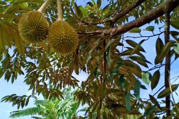 Cheroh, Raub Pahang, Cheroh, Raub Pahang, Raub