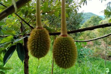 Cheroh, Raub Pahang, Cheroh, Raub Pahang, Raub