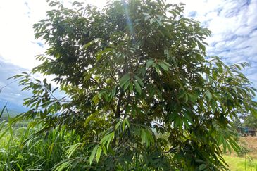 Bentong to Bilut mainroad side, Bentong - Bilut Main road side, Bentong