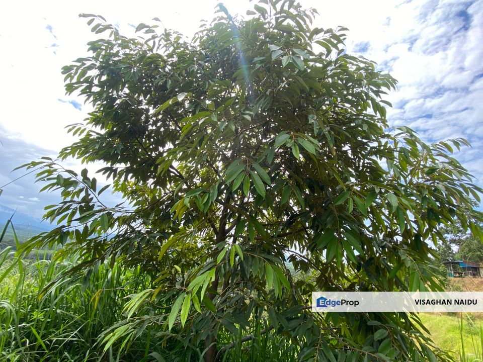 Bentong to Bilut mainroad side, Bentong - Bilut Main road side, Bentong, Pahang, Bentong