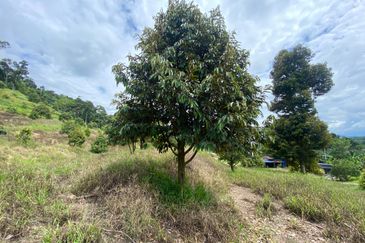 Bentong to Bilut mainroad side, Bentong - Bilut Main road side, Bentong