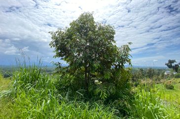 Bentong to Bilut mainroad side, Bentong - Bilut Main road side, Bentong