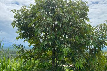 Bentong to Bilut mainroad side, Bentong - Bilut Main road side, Bentong