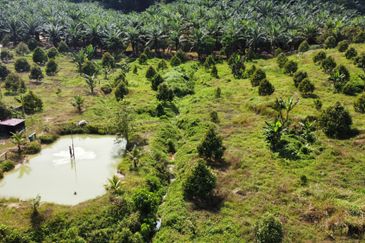 Durian Land Raub, Cheroh, Raub, Sang lee, Durian Land, Raub