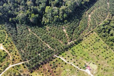 Durian Land Raub, Cheroh, Raub, Sang lee, Durian Land, Raub