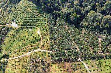 Durian Land Raub, Cheroh, Raub, Sang lee, Durian Land, Raub