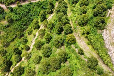 Bilut, Bentong, Sang Lee Raub, Bilut, Sang Lee, Raub , Bentong