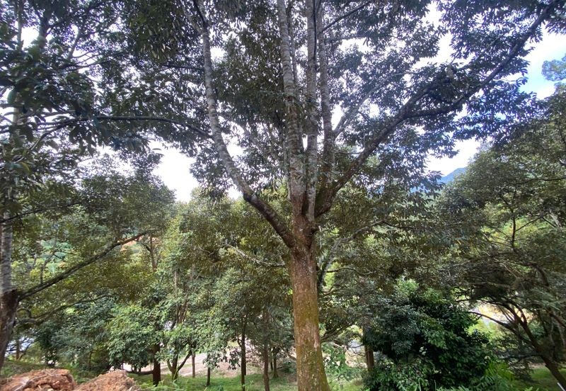 BENTONG TO KL OLD ROAD, BENTONG - KL OLD ROAD, Bentong, Bukit Tinggi 