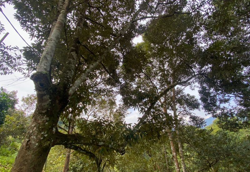 BENTONG TO KL OLD ROAD, BENTONG - KL OLD ROAD, Bentong, Bukit Tinggi 