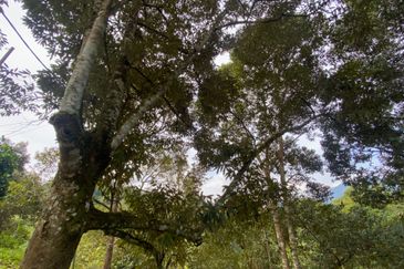 BENTONG TO KL OLD ROAD, BENTONG - KL OLD ROAD, Bentong, Bukit Tinggi 