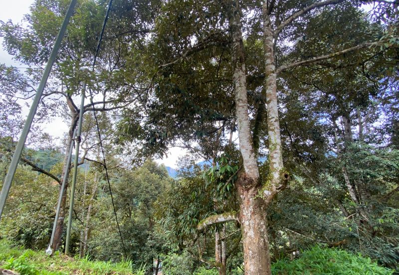 BENTONG TO KL OLD ROAD, BENTONG - KL OLD ROAD, Bentong, Bukit Tinggi 