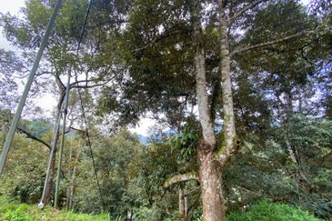 BENTONG TO KL OLD ROAD, BENTONG - KL OLD ROAD, Bentong, Bukit Tinggi 