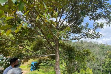 Bilut, Bentong, Sang Lee Raub, Bilut, Sang Lee, Raub , Bentong