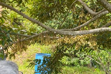 Bilut, Bentong, Sang Lee Raub, Bilut, Sang Lee, Raub , Bentong