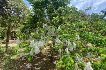 Bilut, Bentong, Sang Lee Raub, Bilut, Sang Lee, Raub , Bentong