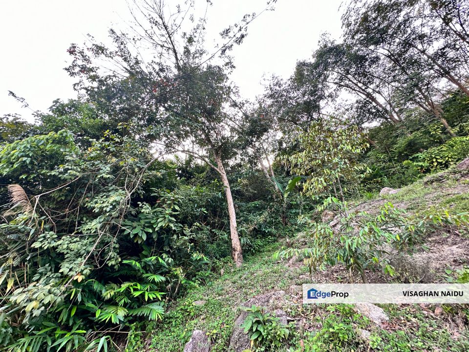 Balik Pulau Agri land Selling below market value, Penang, Balik Pulau