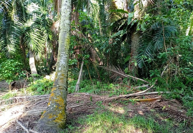 Jalan Kampung Perepat 