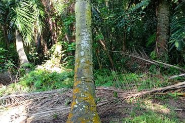 Jalan Kampung Perepat 