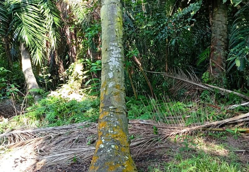 Jalan Kampung Perepat 