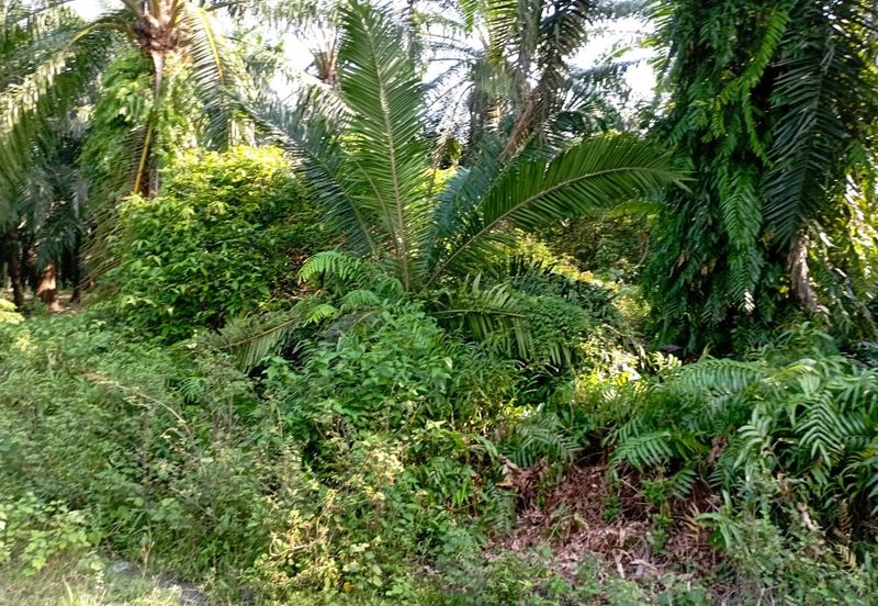 Jalan Kampung Perepat 