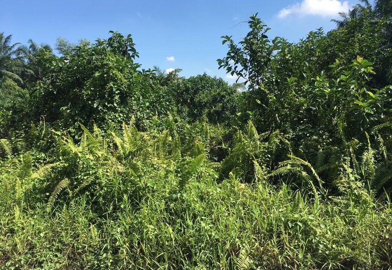 Agricultural land (Ind Zon), Black Water, Klang 