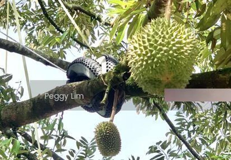 Kulim, Junjong, Kedah, Durian Farm For Sale, Black Thorn, Musang King