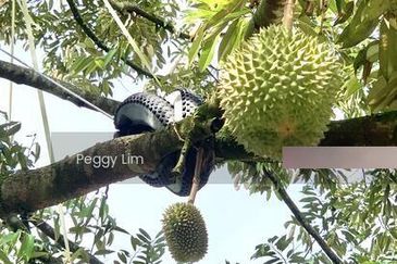 Kulim, Junjong, Kedah, Durian Farm For Sale, Black Thorn, Musang King