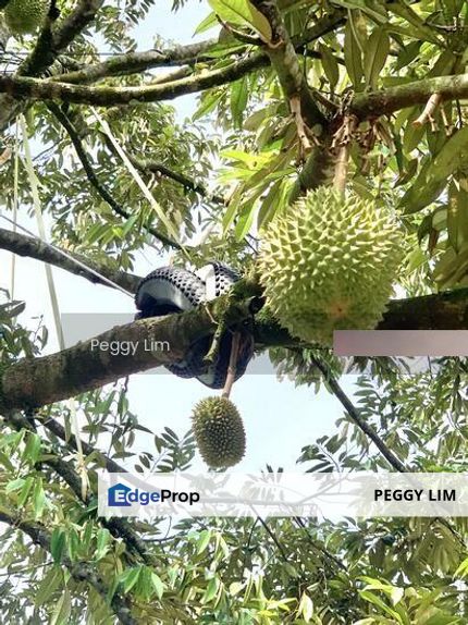 Kulim, Junjong, Kedah, Durian Farm For Sale, Black Thorn, Musang King, Kedah, Kulim