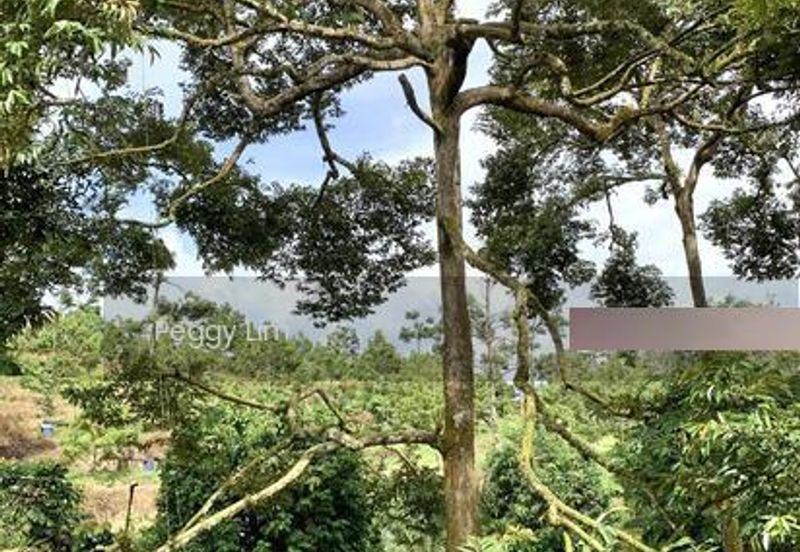 Kulim, Junjong, Kedah, Durian Farm For Sale, Black Thorn, Musang King