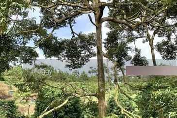 Kulim, Junjong, Kedah, Durian Farm For Sale, Black Thorn, Musang King