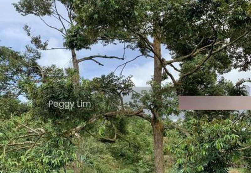 Kulim, Junjong, Kedah, Durian Farm For Sale, Black Thorn, Musang King