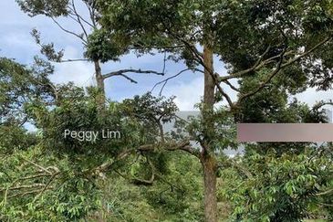Kulim, Junjong, Kedah, Durian Farm For Sale, Black Thorn, Musang King